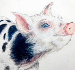 pig - San Diego Artist Karen Jones